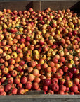 Apple Orchard